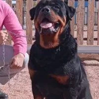 روتوایلر rotwiler دوبرمن Doberman توله مدارک اصالت