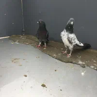 کبوتر|پرنده|تبریز, |دیوار