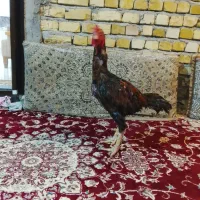 خروس لاری|حیوانات مزرعه|رشت, سلیمانداراب|دیوار