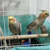 فروش جفت عروس هلندی|پرنده|صومعه‌سرا, |دیوار