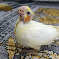 جوجه عروس هلندی