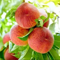 درخت هلو،شلیل ، نهال گلخانه نهالستان در مشهد