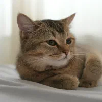 گربه بریتیش