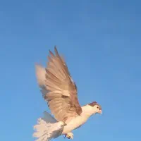 کبوتر ساده کاکلی، شازده|پرنده|مشهد, خین عرب|دیوار