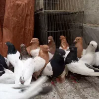 کبوتر سینه همه رنگ و سفید فری