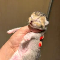 رزرو رزرو رزرو گربه های اشرافی