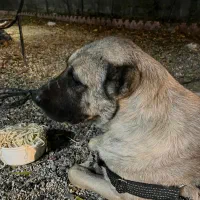 سگ سراب|سگ|کوهسار (البرز), |دیوار