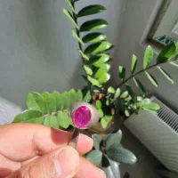 انگشتر نقره یاقوت
