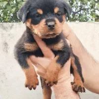 توله رتوایلر اصیل