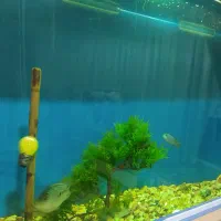 اکواریوم بزرگ با شیشه 10میل|ماهی|قوچان, |دیوار