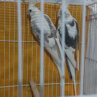 عروس هلندی آلبینو دوکت ۱۰۰٪ مولد ضمانتی|پرنده|تربت جام, کشتارگاه|دیوار