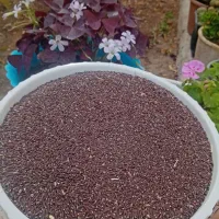 گل‌های فروشی|گل و گیاه طبیعی|آذرشهر, |دیوار