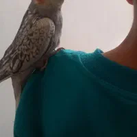 جوجه عروس هلندی نر|پرنده|محمدشهر, زیبادشت|دیوار