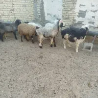 8راس بره نروماده|حیوانات مزرعه|فسا, |دیوار