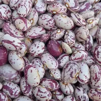 لوبیا چیتی ونخود|خوردنی و آشامیدنی|محمدیه-قزوین, |دیوار