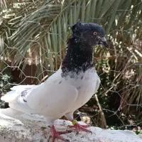 کفتر کله ای