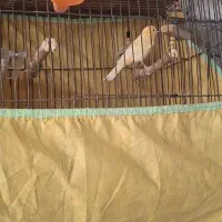 یک عدد قناری مست جوانه