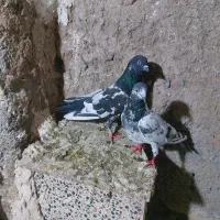 تهرانی زوردار|پرنده|کرمانشاه, |دیوار