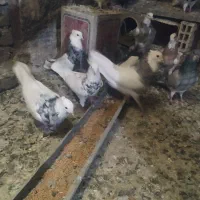 طوقی|پرنده|رودشت (اصفهان), |دیوار