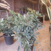 شفلرا سطل ۱۰ بزرگ|گل و گیاه طبیعی|تهران, سازمان آب|دیوار