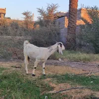 7راس بز پاکستانی ابستن|حیوانات مزرعه|جیرفت, |دیوار