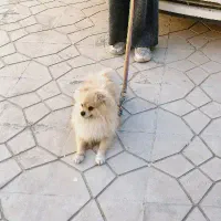 سگ پامر خرسی