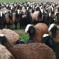 ورود بهترین گله گوسفند زنده از کلات به مشهد