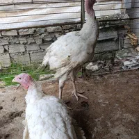 جوجه بوقلمون ۳۵و ۴۵و ۶۵ روزه نژاد بیوتی|حیوانات مزرعه|دابودشت, |دیوار