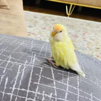 طوطی برزیلی نر و ماده