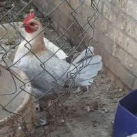 مرغ وخروس فیومی
