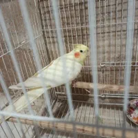 عروس هلندی