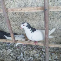 کبوتر گل پنبه