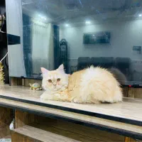 گربه پرشین|گربه|گرگان, |دیوار