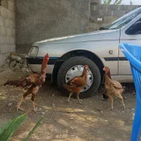 خروس و 2عدد مرغ لاری