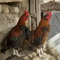 دو عدد خروس جوان
