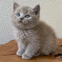 بچه گربه ی دلفریب و کیوت|گربه|ساری, |دیوار