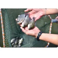 ماهی تیلاپیا دونه ده هزارتومان