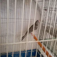 قناری نر طوسی اماده|پرنده|تبریز, |دیوار