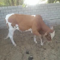 گوساله نر
