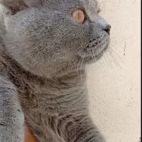 جفت گربه نر و ماده اسکاتیش و بریتیش