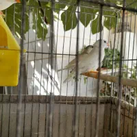 فنج|پرنده|ورامین, ورامین|دیوار