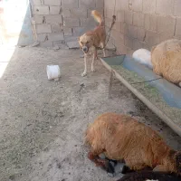 سگ گله|سگ|مانه, |دیوار