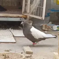 کبوتر ماده سینه ای
