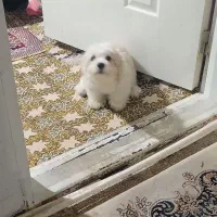 توله سگ شیتزو