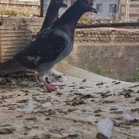 کفتر پرشی و جفتی|پرنده|بیرجند, |دیوار