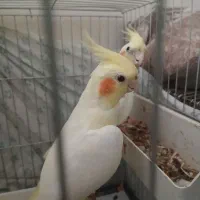 عروس هلندی|پرنده|ری, سیزده آبان|دیوار