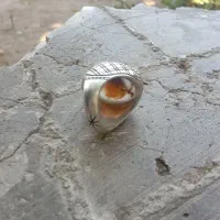 شجر|جواهرات|بیرجند, |دیوار