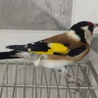 سهره ماده گاوی عتیقه|پرنده|اردبیل, |دیوار