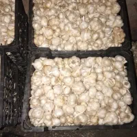 فروش بذر سیر