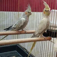 عروس هلندی هفت ماهه